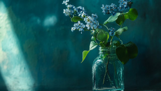 forget-me-not flowers