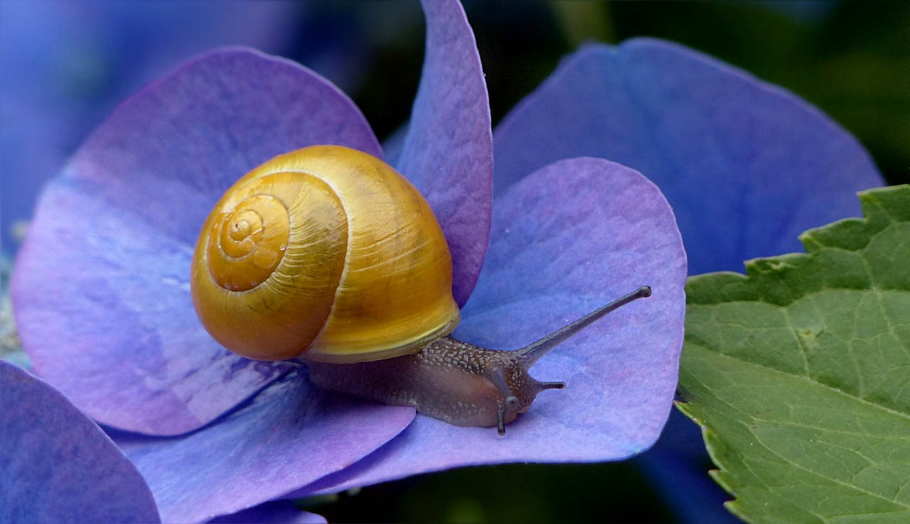 Snail on blue flower