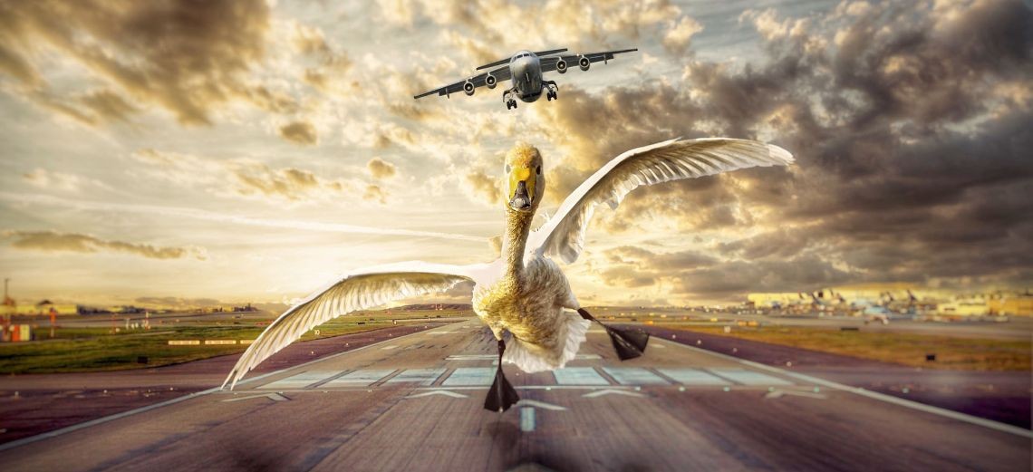a landing plane and a bird on a runway